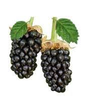 Paul's Chehalem-Marionberry Jam 4-Pack (Includes Shipping)